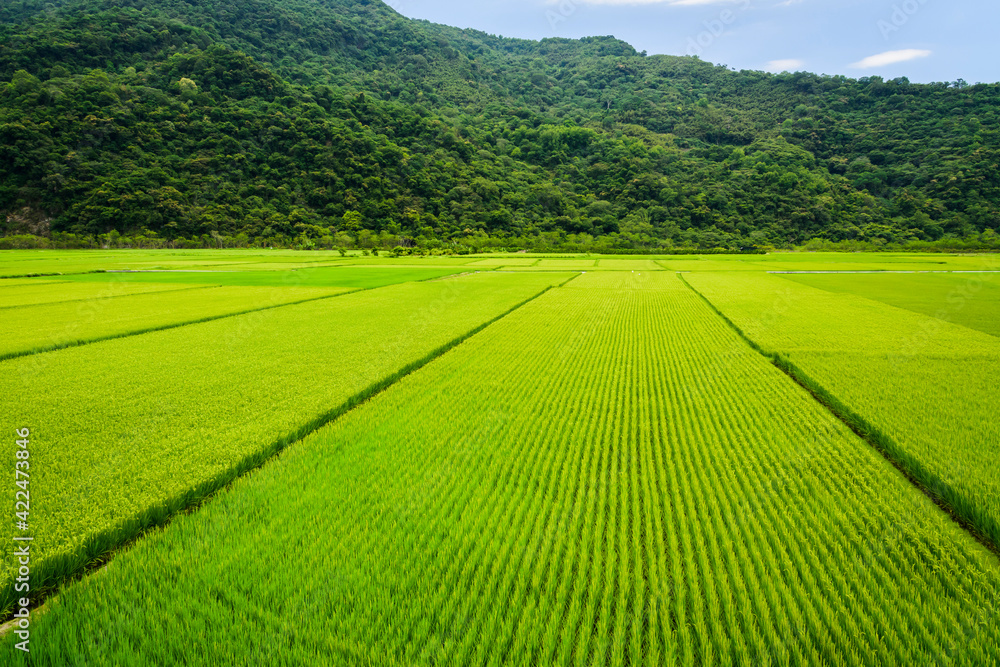 Obraz premium Ripe crop field with mountains background under blue sky, Taiwan eastern.