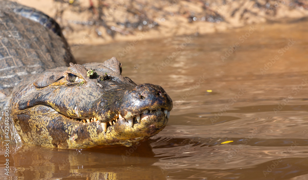 Obraz premium Close up of the head with closed mouth and visible teeth of a Caiman in the northern Pantanal in Mato Grosso, Brazil