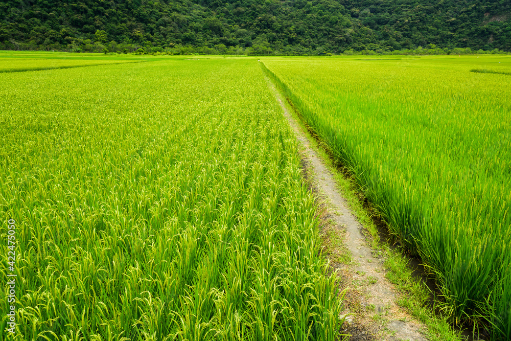 Large area rice crop field with mountains background, Taiwan eastern. Large area rice crop field with mountains background, Taiwan eastern.