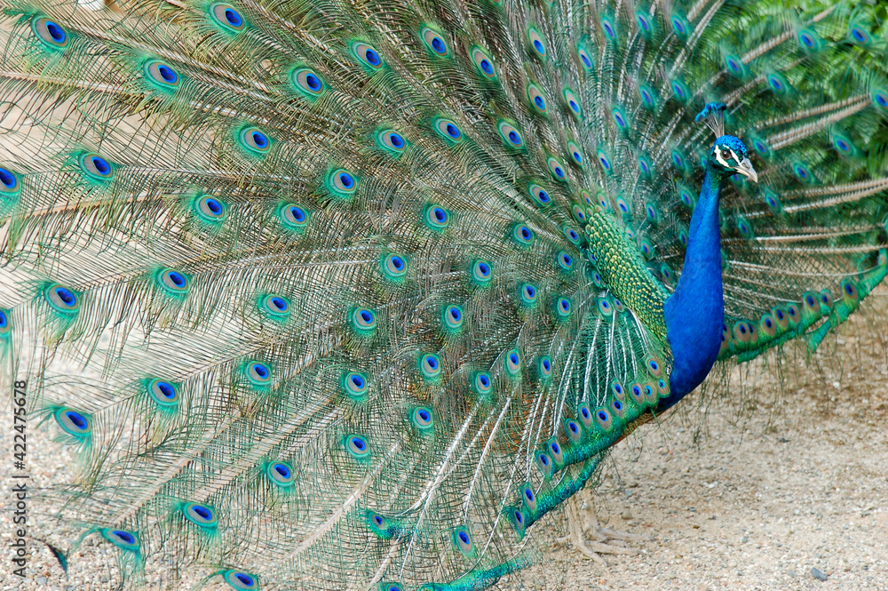 Plumes De Paon Porte Malheur
