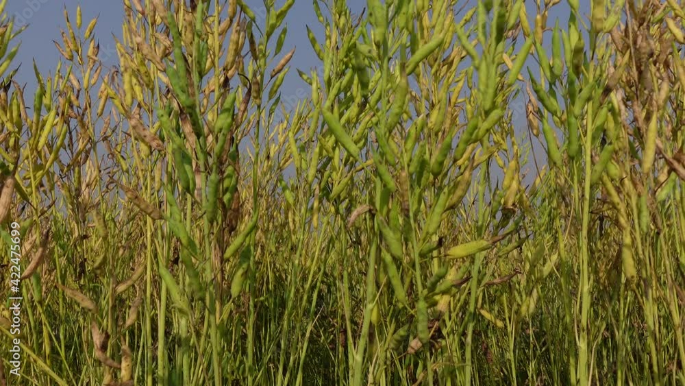 Dried mustard seed buds and stalks sway in the wind in the daylight. Mustard seed buds closeup views. 4k Video. Dried mustard seed buds and stalks sway in the wind in the daylight. Mustard seed buds closeup views. 4k Video.