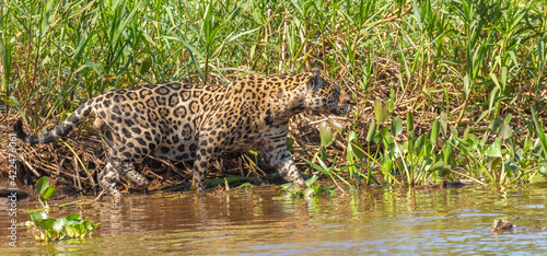 Brazilian Wildlife  Jaguar in the northern Pantanal in Mato Grosso  Brazil