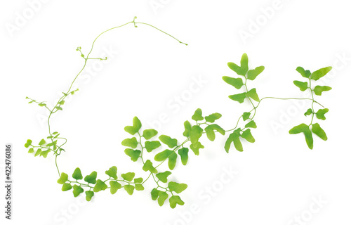 fresh climbing fern leaves isolated on pure white background, overhead view