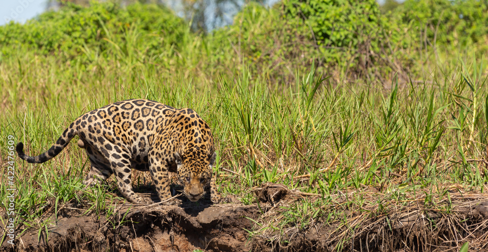 Jaguar looking for prey on the Rio Sao Lourenco in the northern Pantanal in Mato Grosso, Bratil Jaguar looking for prey on the Rio Sao Lourenco in the northern Pantanal in Mato Grosso, Bratil
