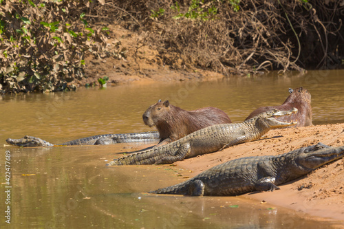 A Capybara and some Caimans in the northern Pantanal in Mato Grosso, Brazil photo