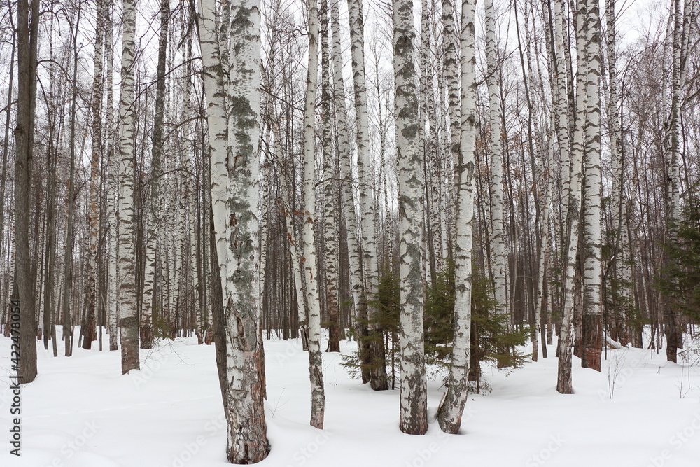 birch trees in forest birch trees in forest