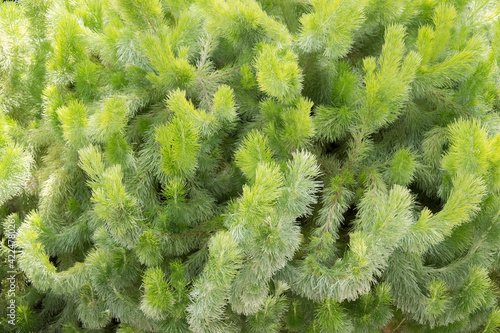 Cuadro en lienzo Adenanthos sericeus commonly known as woolly bush.