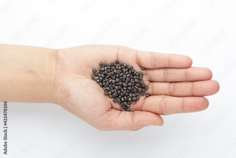 Macro Close-up of Organic Black Gram (Vigna mungo) or whole black urad on the palm of a Female hand. Top view Macro Close-up of Organic Black Gram (Vigna mungo) or whole black urad on the palm of a Female hand. Top view
