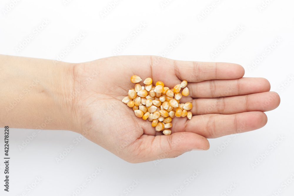 Macro Close up organic yellow corn seed or maize (Zea mays) on the palm of a Female hand. Top view Macro Close up organic yellow corn seed or maize (Zea mays) on the palm of a Female hand. Top view