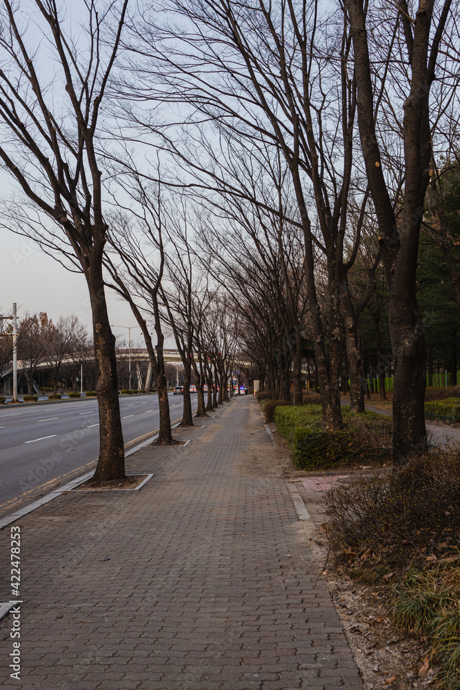 Winter trees on the roadside