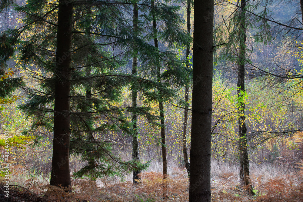Fototapeta premium Forest in autumn in Denmark