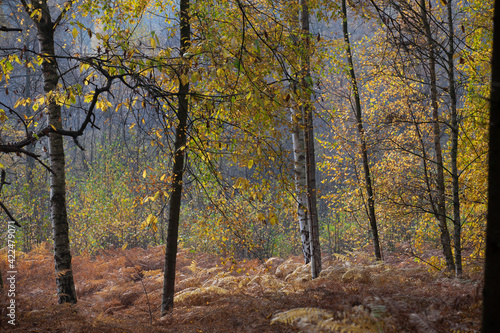 Forest in autumn in Denmark photo