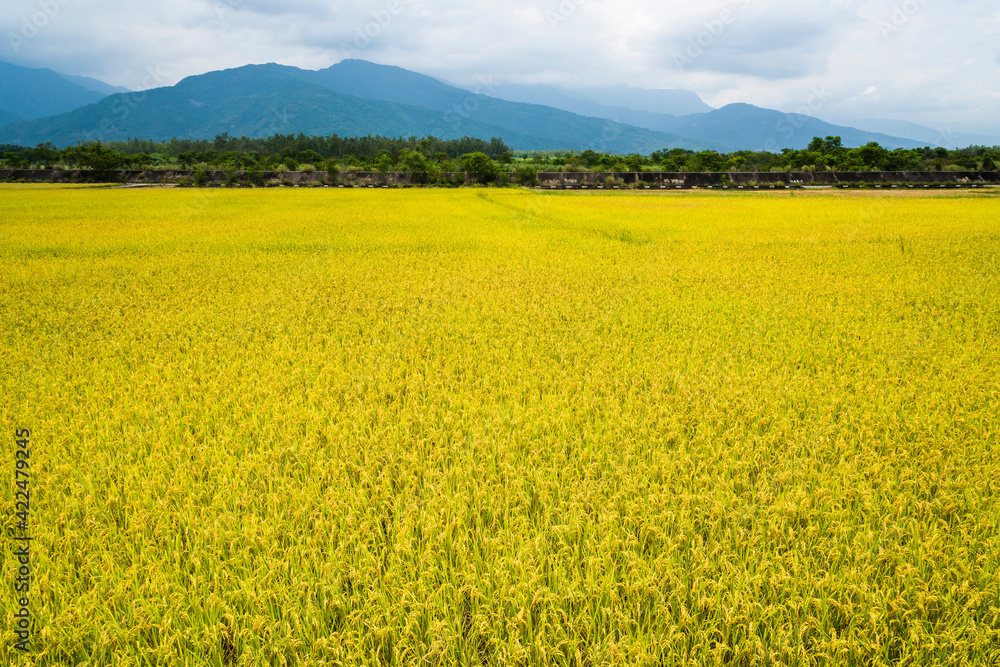 Large area rice field with mountains background under the blue sky, Taiwan eastern. Large area rice field with mountains background under the blue sky, Taiwan eastern.
