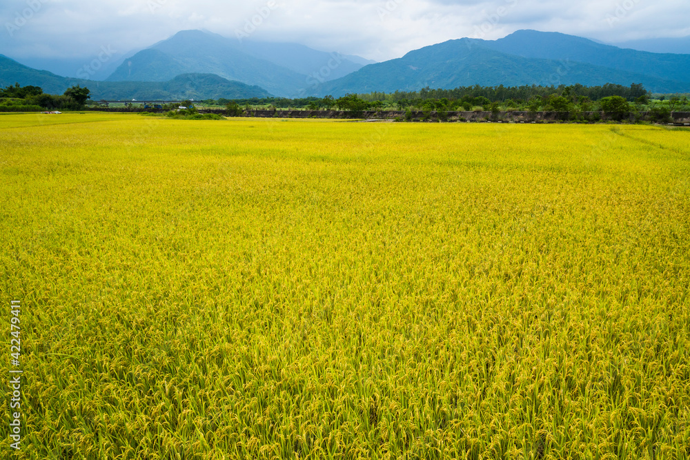 A large area of rice field with mountains background under the blue sky in Hualien, Taiwan.