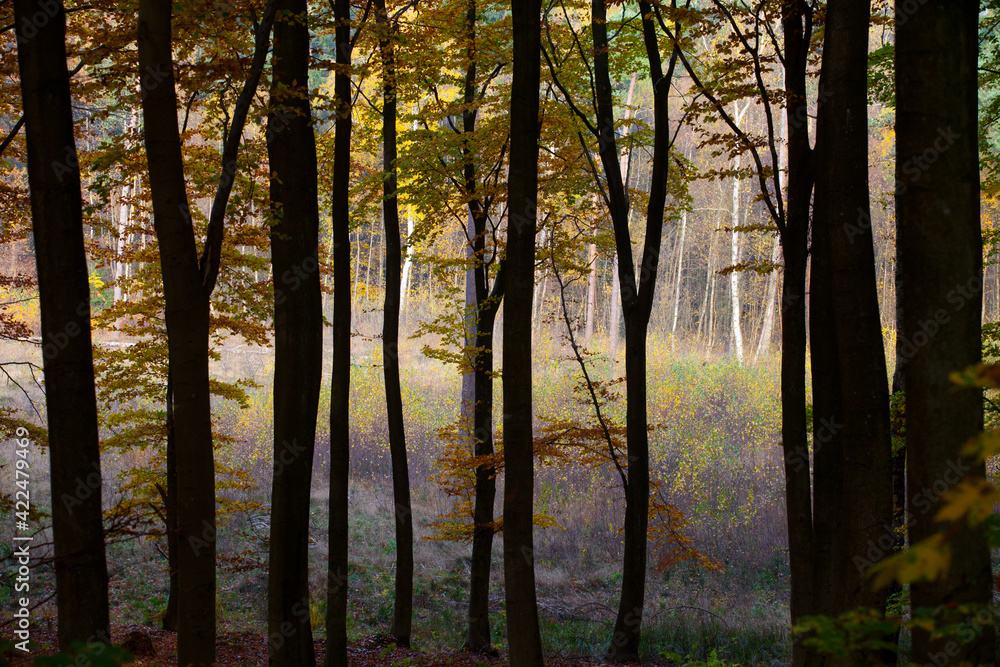 Obraz premium Forest in autumn in Denmark
