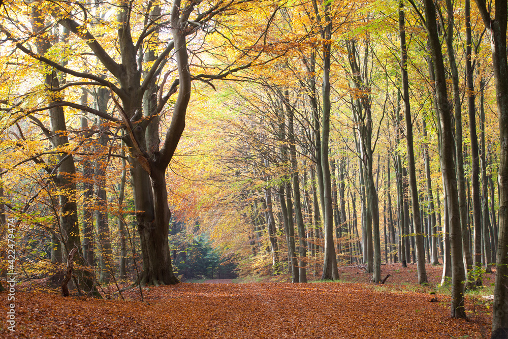 Obraz premium Forest in autumn in Denmark