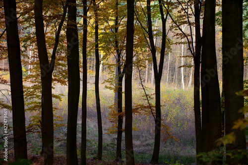 Forest in autumn in Denmark
