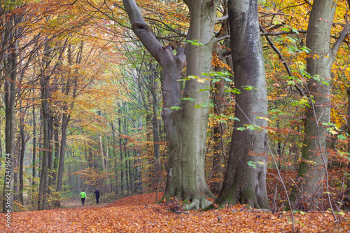 Forest in autumn in Denmark photo