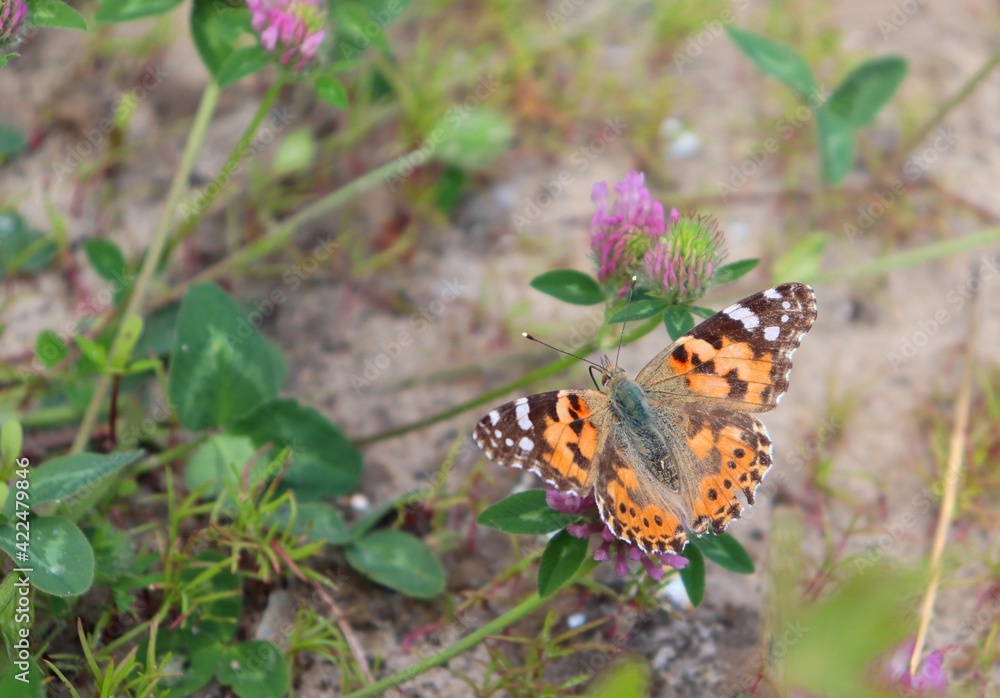 Top view of an orange Scarce tortoiseshell (Nymphalis xanthomelas) butterfly feeding on a trefoil flower nectar. Visible antennae and wings spread open. Macro, closeup, copy space. Top view of an orange Scarce tortoiseshell (Nymphalis xanthomelas) butterfly feeding on a trefoil flower nectar. Visible antennae and wings spread open. Macro, closeup, copy space.