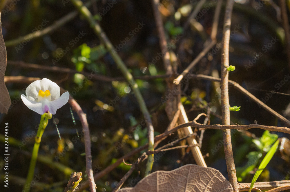 Brazilian wildflower: The white flower of the rare carnivorous plant Utricularia poconensis in natural habitat in the Pantanal, Mato Grosso, Brazil Brazilian wildflower: The white flower of the rare carnivorous plant Utricularia poconensis in natural habitat in the Pantanal, Mato Grosso, Brazil