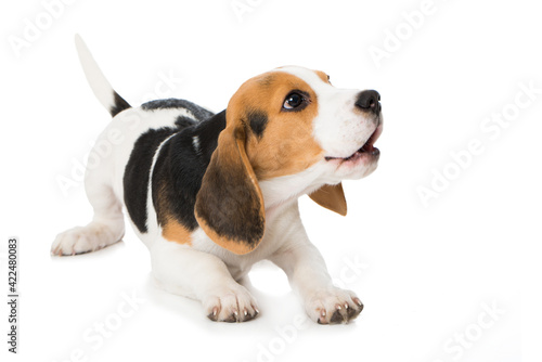 Barking beagle puppy isolated on white background