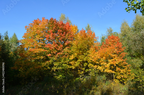 Forest landscape with colorful maple trees in the beginning of autumn.