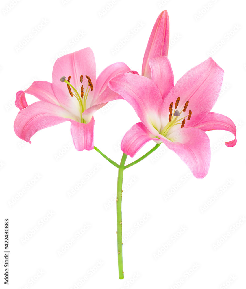 Pink Lily flower isolated on white background. Beautiful tender Lilly.