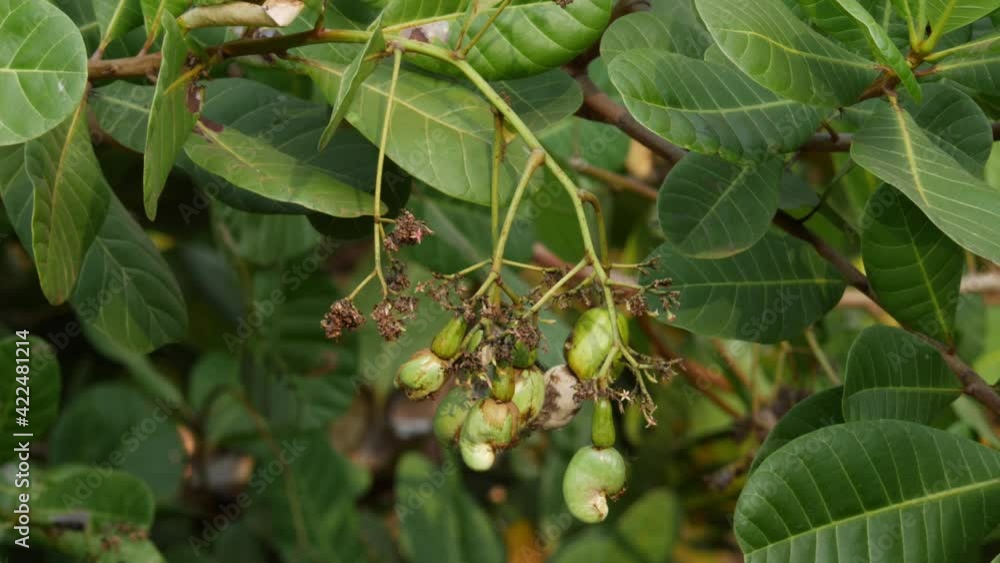 Macro shot of green cashew nuts and cashew plant flowers Macro shot of green cashew nuts and cashew plant flowers