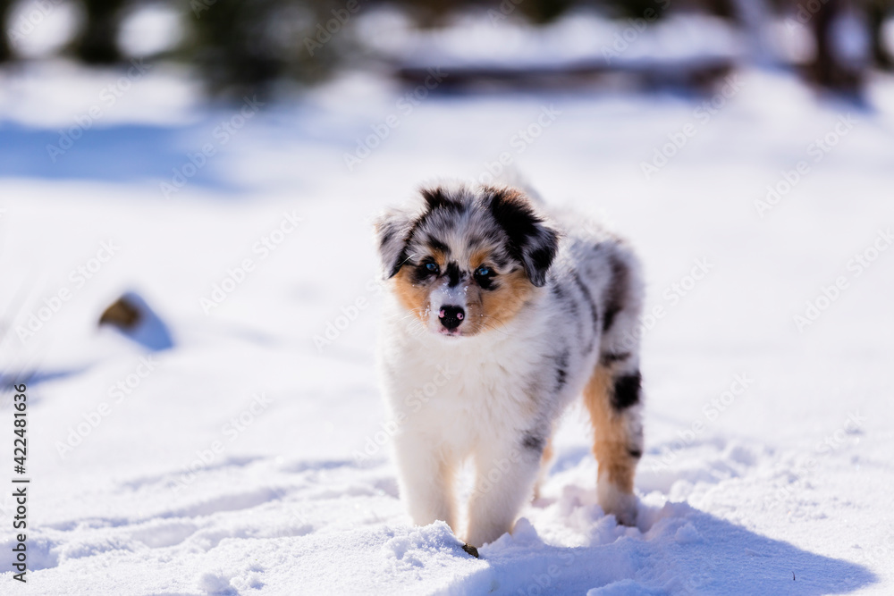 Australian Shepherd puppy with blue eyes playing in the snow. Australian Shepherd puppy with blue eyes playing in the snow.