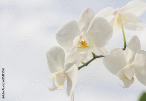 Delicate white orchid. Branch of a white orchid on a white background