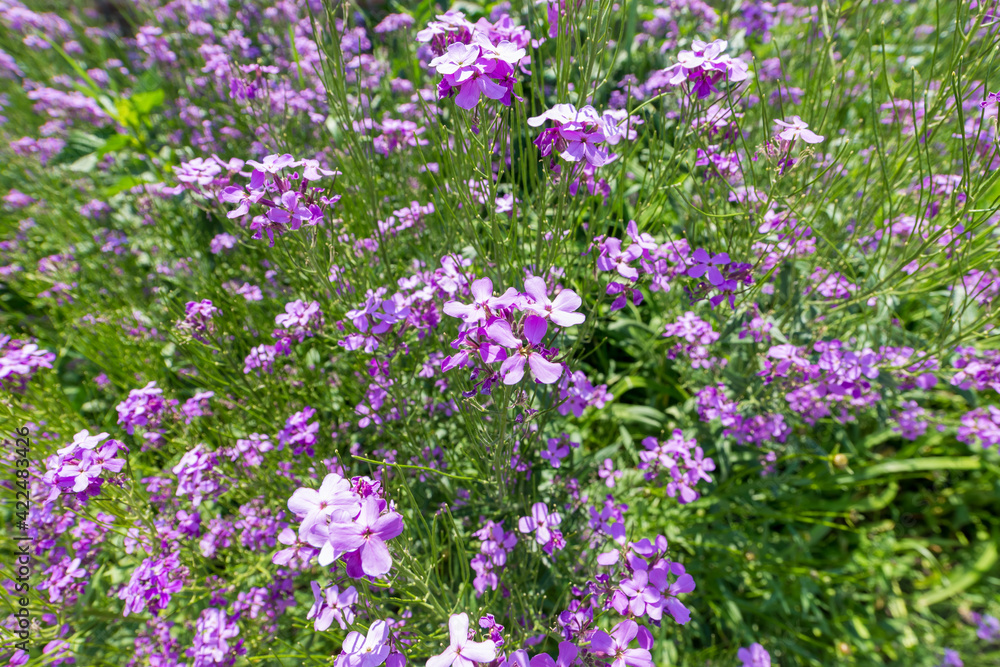 Arabis blepharophylla flowers or rock cress, common coast rock cress or rose rock cress. Arabis Spring Charm blossom. Power flowers pink background Arabis blepharophylla flowers or rock cress, common coast rock cress or rose rock cress. Arabis Spring Charm blossom. Power flowers pink background