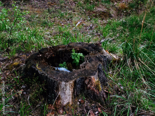 raspberry bush grows in the old stump