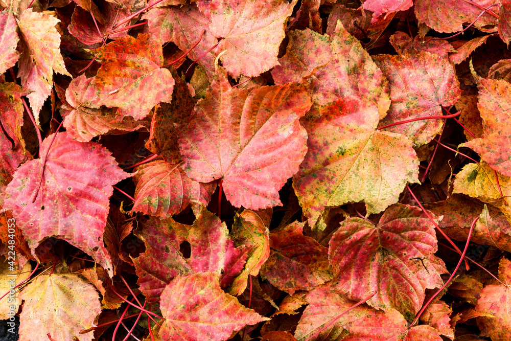 Red and orange autumn maple leaves background Red and orange autumn maple leaves background