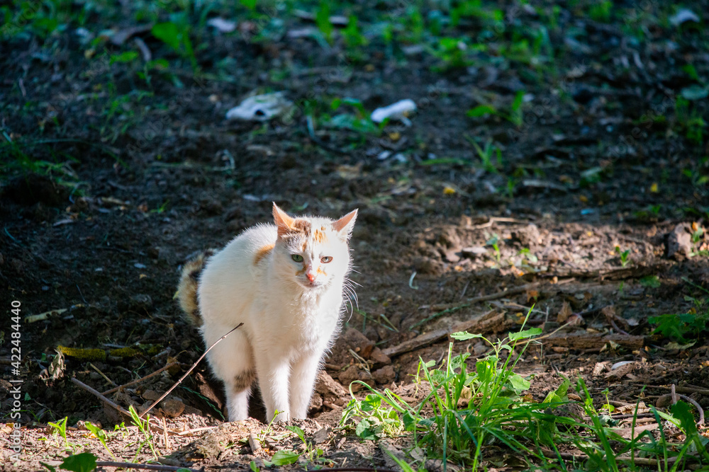 Pooping cat on the ground. Natural process of animal Pooping cat on the ground. Natural process of animal