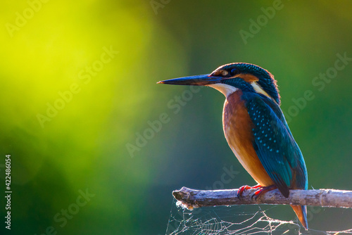 Common European Kingfisher or Alcedo atthis perched on a stick above the river and hunting for fish © rostovdriver