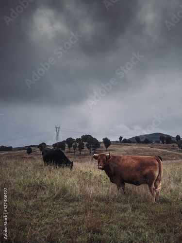 Cows in a field