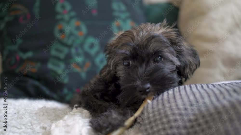 Cute puppy dog lying down on cosy couch and doggy pillow chewing on bone in slow motion with puppy-dog eyes. Cute puppy dog lying down on cosy couch and doggy pillow chewing on bone in slow motion with puppy-dog eyes.