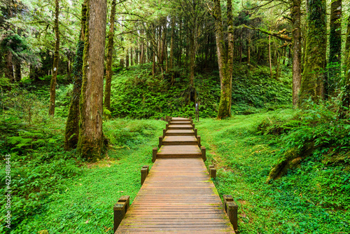 Boardwalk paths through the green forest  Alishan Forest Recreation Area in Chiayi  Taiwan.
