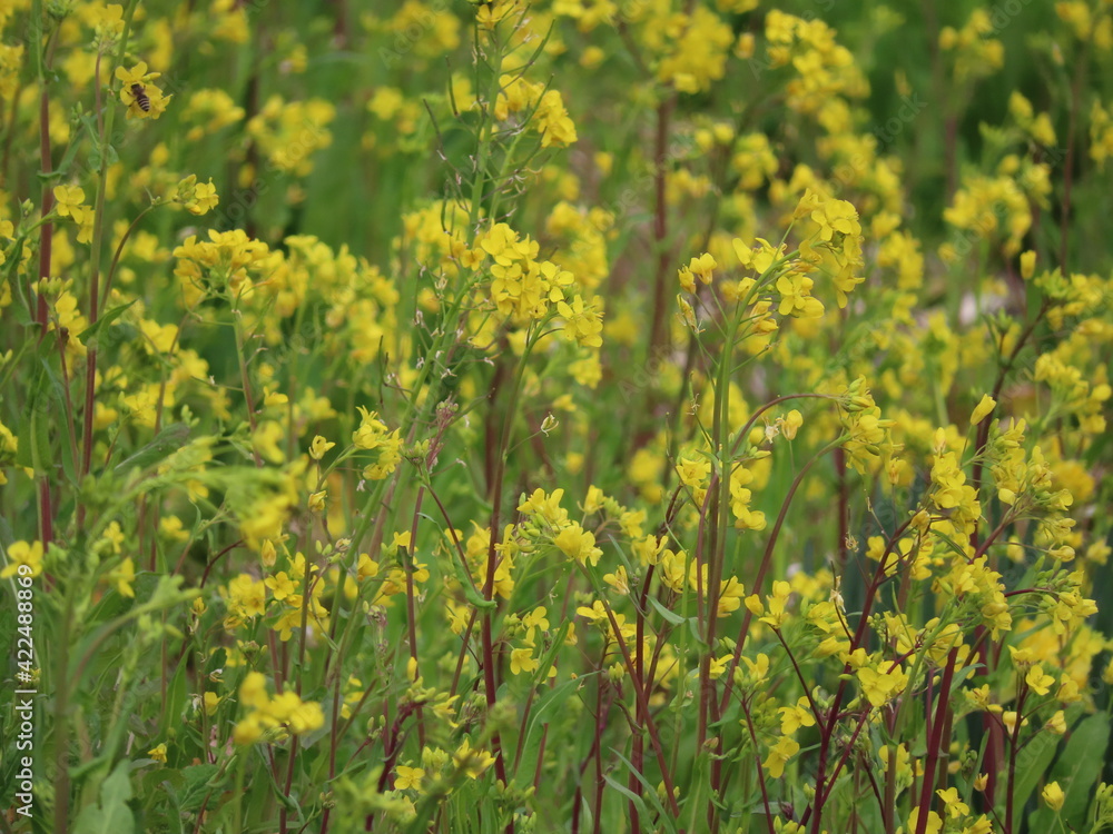 道端の黄色い花