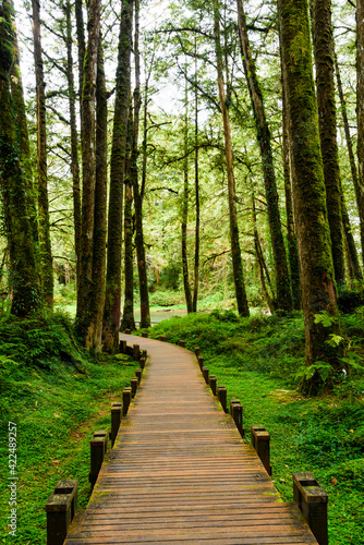 boardwalk paths through the green forest, Alishan Forest Recreation Area in Chiayi, Taiwan.