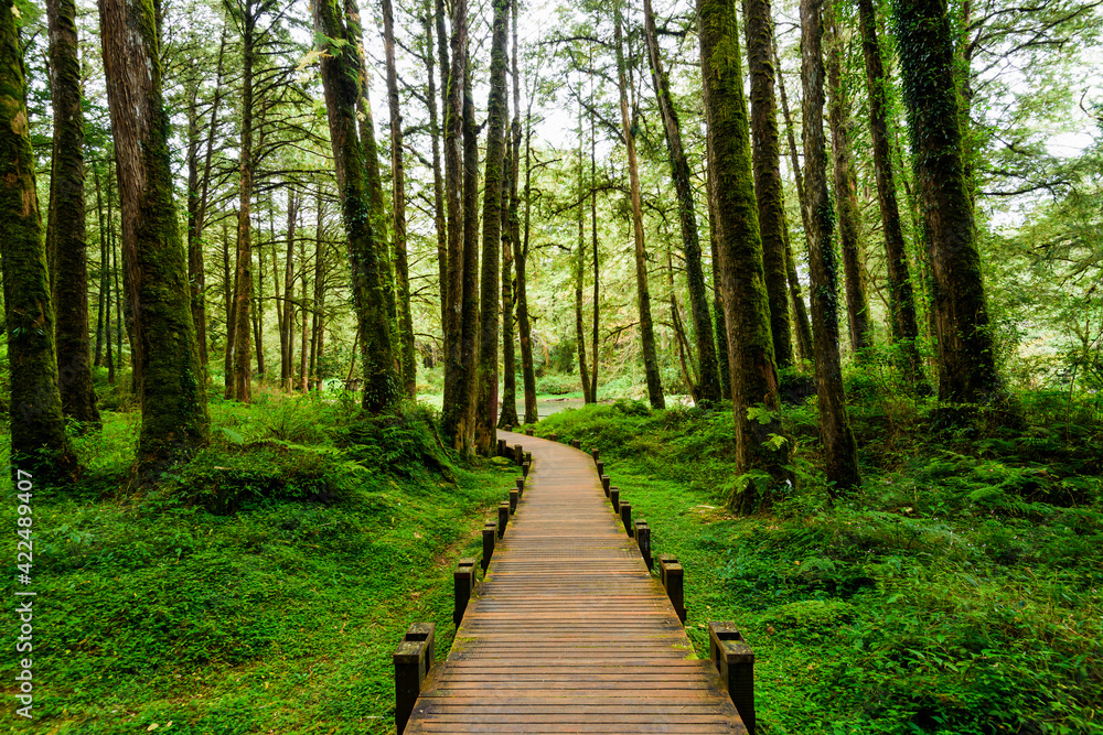 boardwalk paths through the green forest, Alishan Forest Recreation Area in Chiayi, Taiwan.
boardwalk paths through the green forest, Alishan Forest Recreation Area in Chiayi, Taiwan.