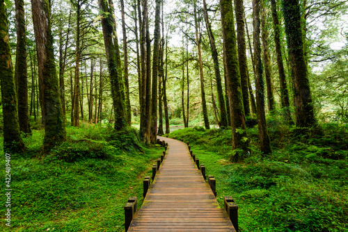 boardwalk paths through the green forest, Alishan Forest Recreation Area in Chiayi, Taiwan. 