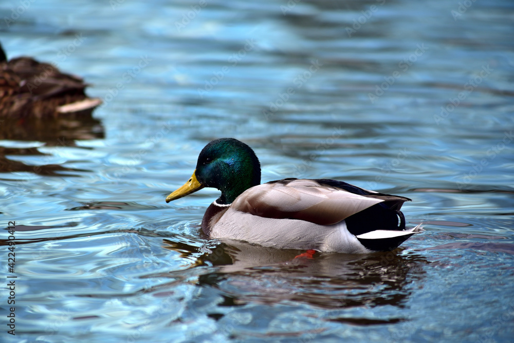 Ducks swimming in the water Ducks swimming in the water