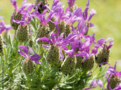 Touffe de fleurs de lavande à toupet ou lavande papillon à bractées  en forme d'ailes couleur lilas à violet intense photo