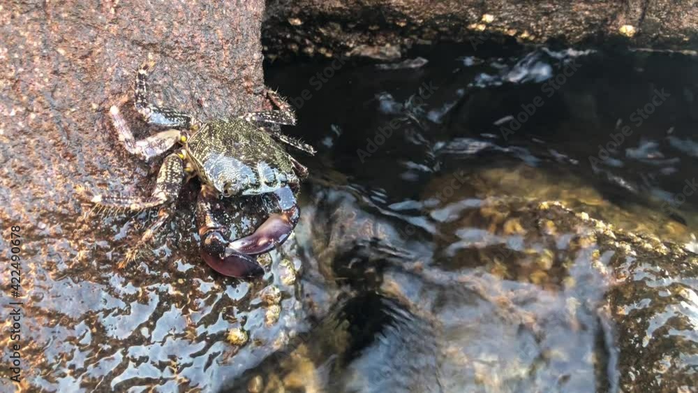 Crab crawling on rock in the sea, close up crab video, clam in the sea video Crab crawling on rock in the sea, close up crab video, clam in the sea video