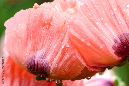 Orientalischer Mohn rosa mit Regentropfen photo