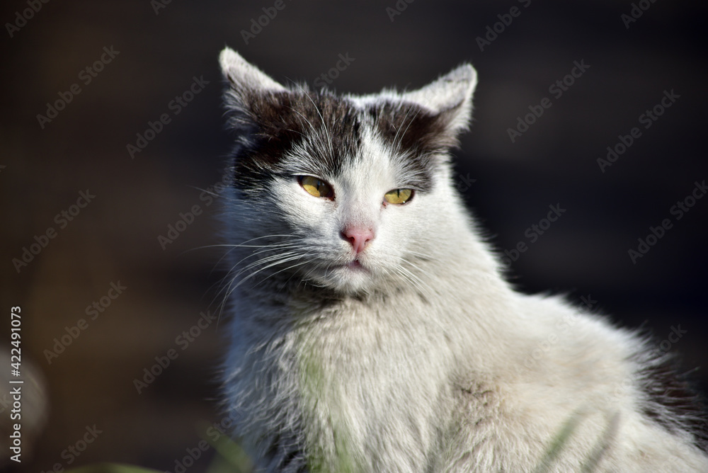 Wild house cat looking at the viewer Wild house cat looking at the viewer