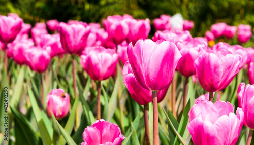 Close-up of tulips growing in the garden