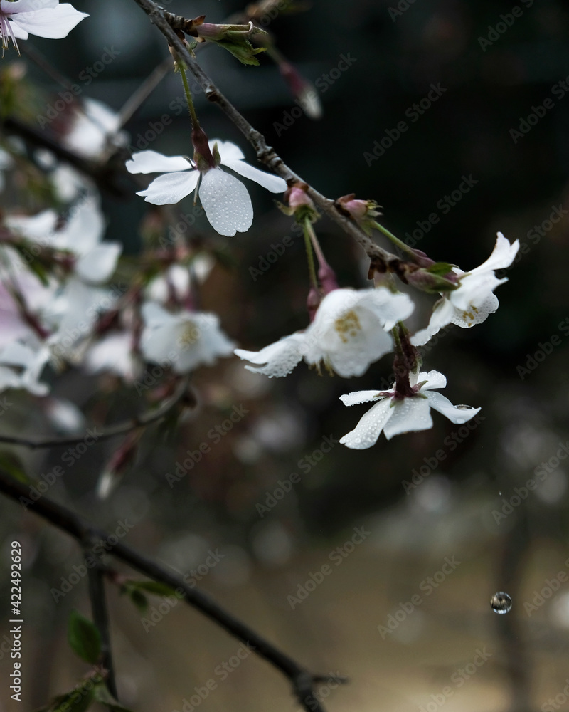 しだれ桜(札幌市百合が原公園温室) / Weeping cherry tree (Yurigahara Park greenhouse, Sapporo city) しだれ桜(札幌市百合が原公園温室) / Weeping cherry tree (Yurigahara Park greenhouse, Sapporo city)