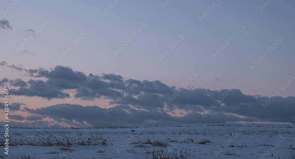 夜明け前の雪原を歩くキタキツネ(北海道北広島市)（A red fox walking in a snowy field before dawn (Kitahiroshima City, Hokkaido)）